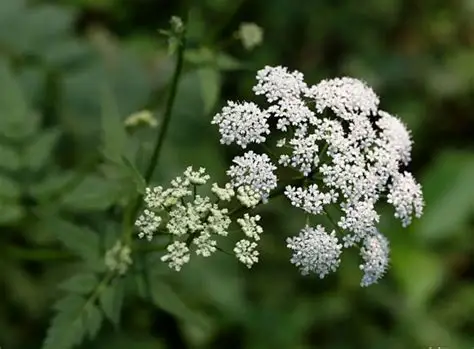 东北羊角芹